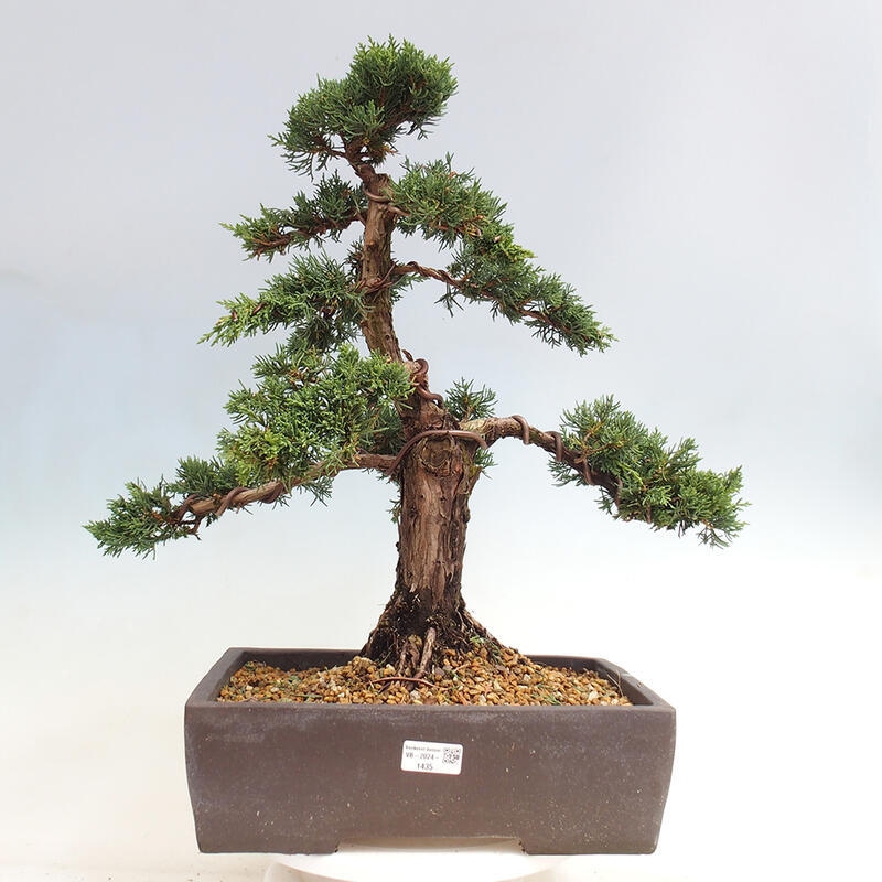 Venkovní bonsai - Juniperus chinensis Kishu -Jalovec čínský