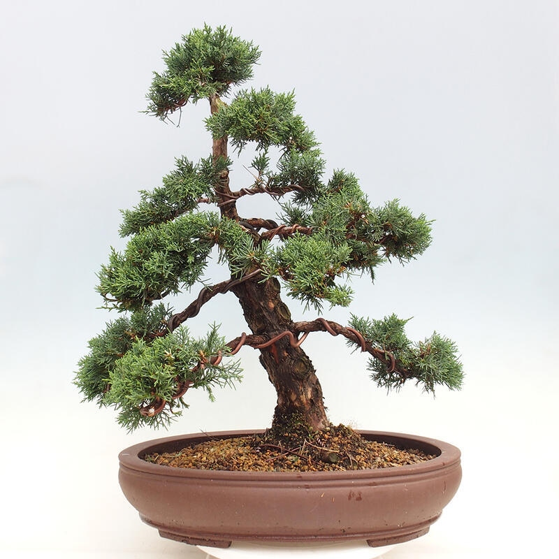 Venkovní bonsai - Juniperus chinensis Kishu -Jalovec čínský