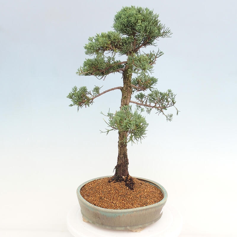 Venkovní bonsai - Juniperus chinensis Kishu -Jalovec čínský