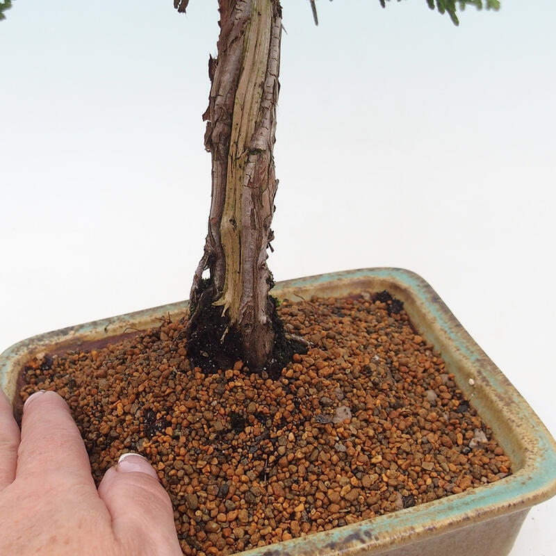 Venkovní bonsai - Juniperus chinensis Kishu -Jalovec čínský