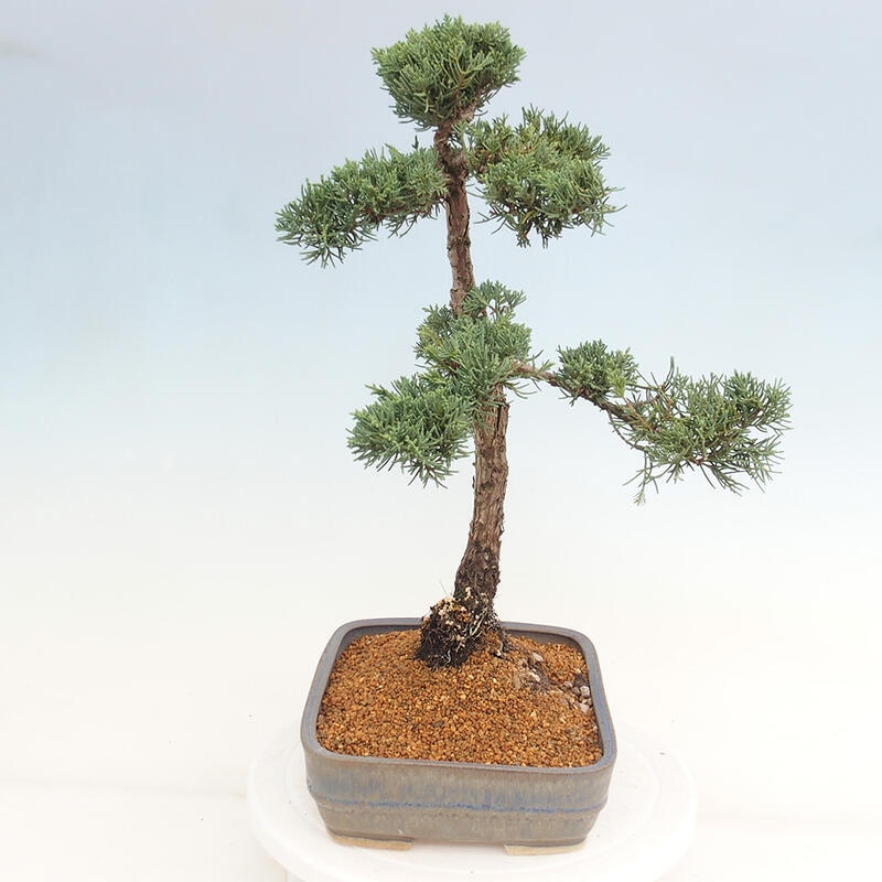 Venkovní bonsai - Juniperus chinensis Kishu -Jalovec čínský