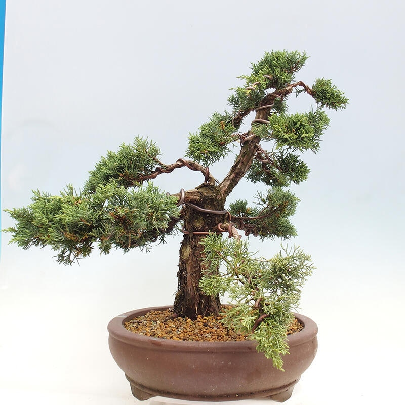 Venkovní bonsai - Juniperus chinensis Kishu -Jalovec čínský