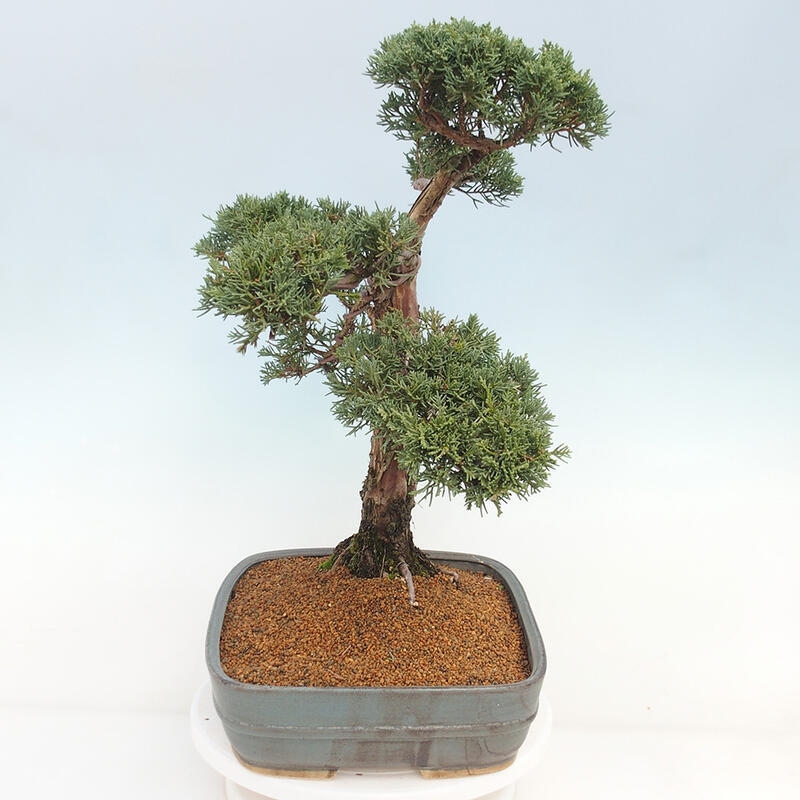 Venkovní bonsai - Juniperus chinensis Kishu -Jalovec čínský