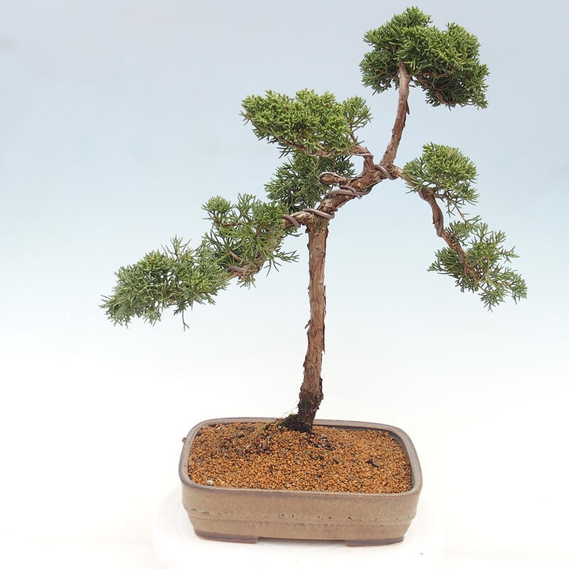 Venkovní bonsai - Juniperus chinensis Kishu -Jalovec čínský