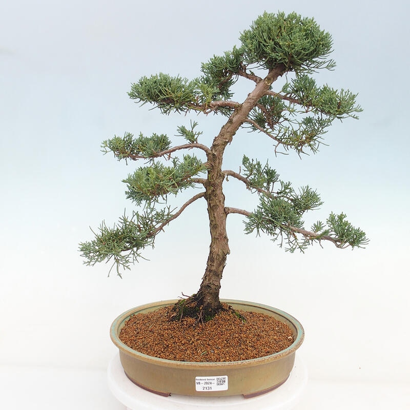 Venkovní bonsai - Juniperus chinensis Kishu -Jalovec čínský