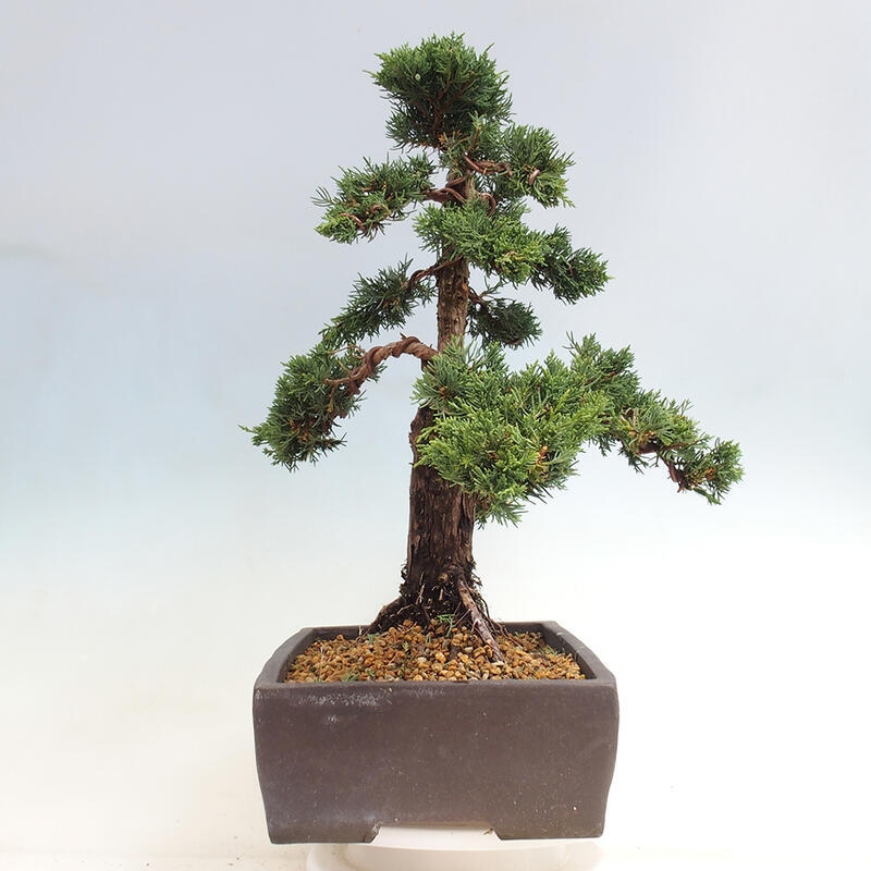 Venkovní bonsai - Juniperus chinensis Kishu -Jalovec čínský