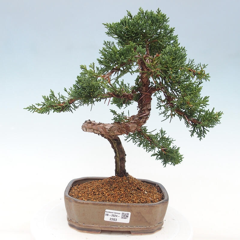 Venkovní bonsai - Juniperus chinensis Kishu -Jalovec čínský