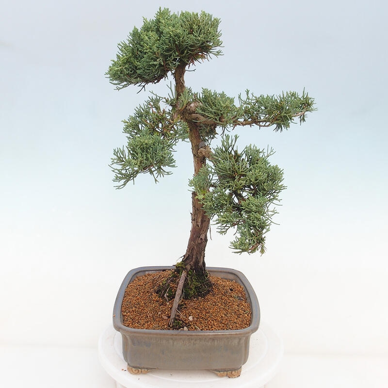 Venkovní bonsai - Juniperus chinensis Kishu -Jalovec čínský