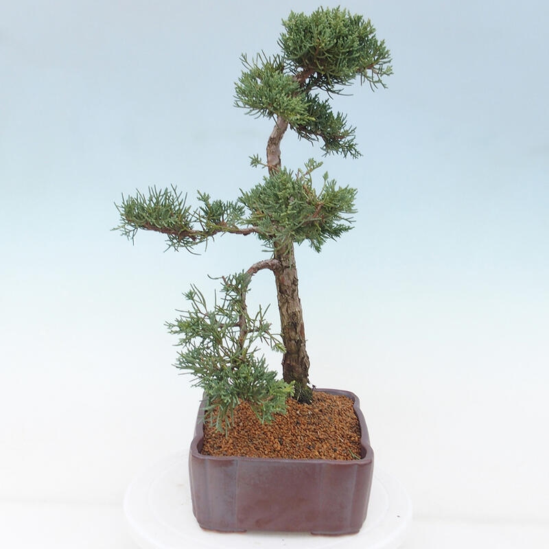 Venkovní bonsai - Juniperus chinensis Kishu -Jalovec čínský