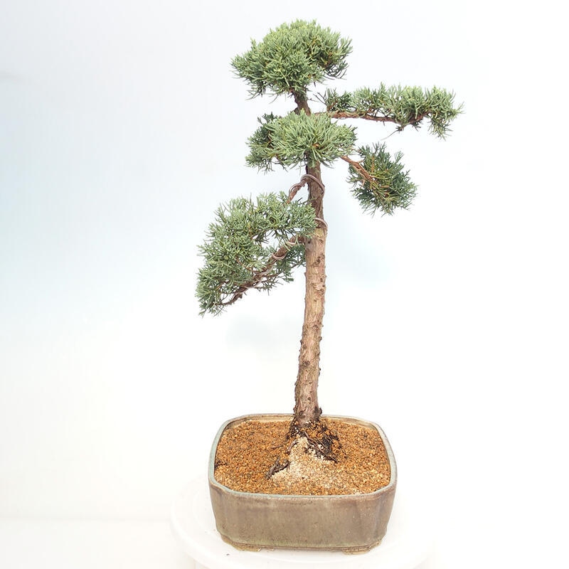 Venkovní bonsai - Juniperus chinensis Kishu -Jalovec čínský