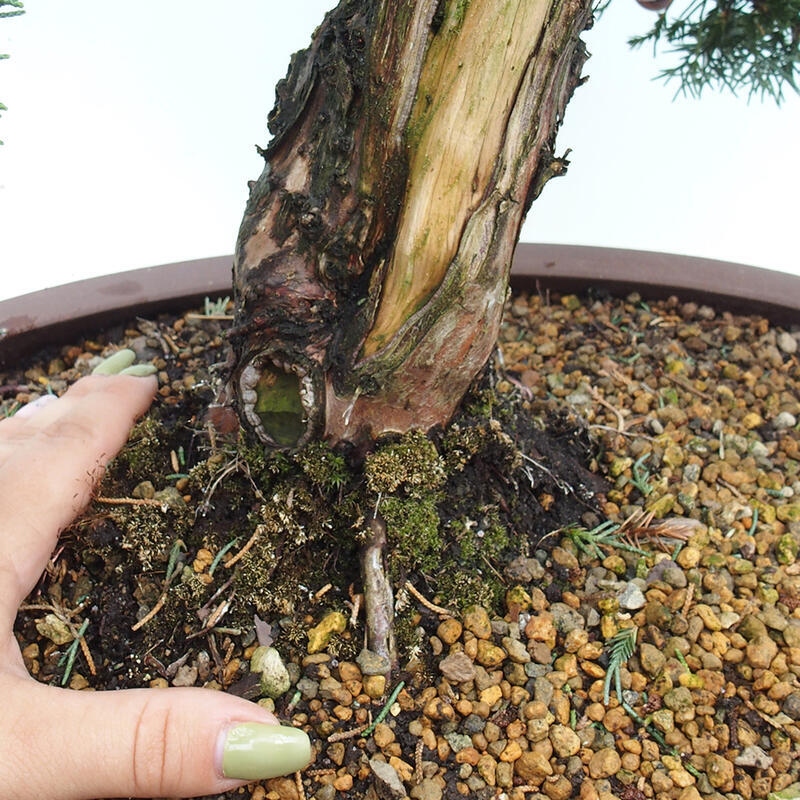 Venkovní bonsai - Juniperus chinensis Kishu -Jalovec čínský