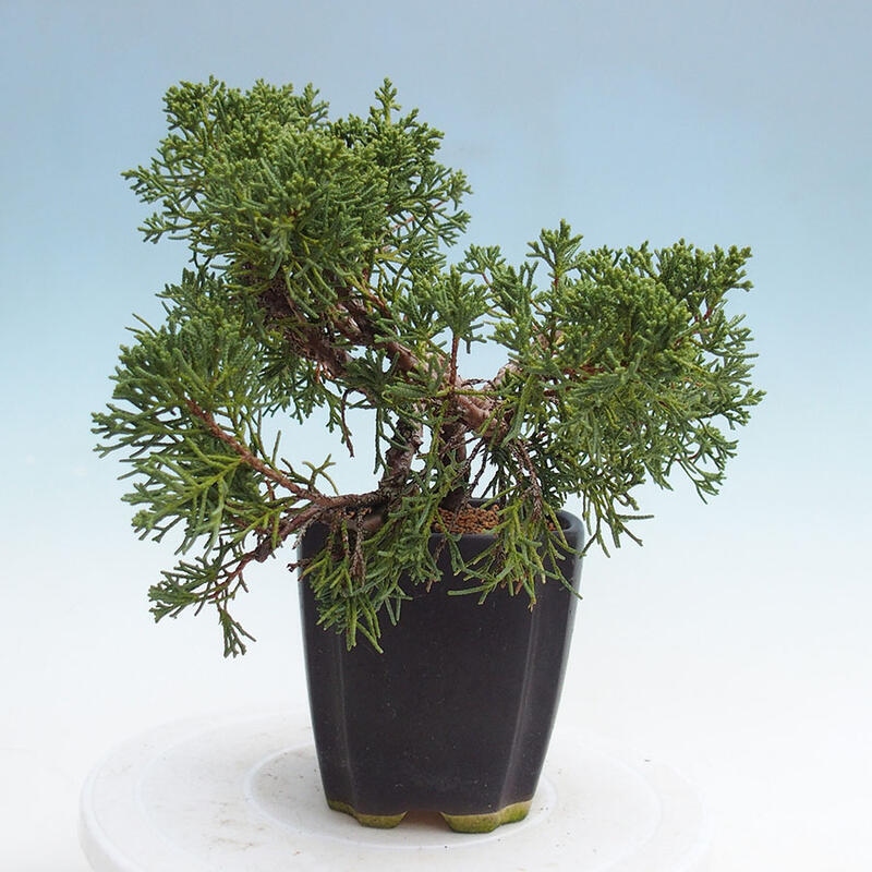 Venkovní bonsai - Juniperus chinensis Kishu -Jalovec čínský