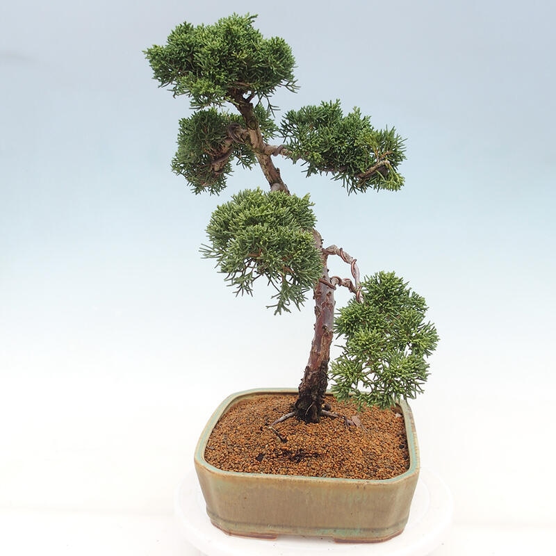 Venkovní bonsai - Juniperus chinensis Kishu -Jalovec čínský