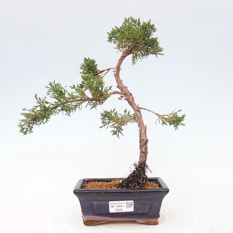 Venkovní bonsai - Juniperus chinensis Kishu -Jalovec čínský