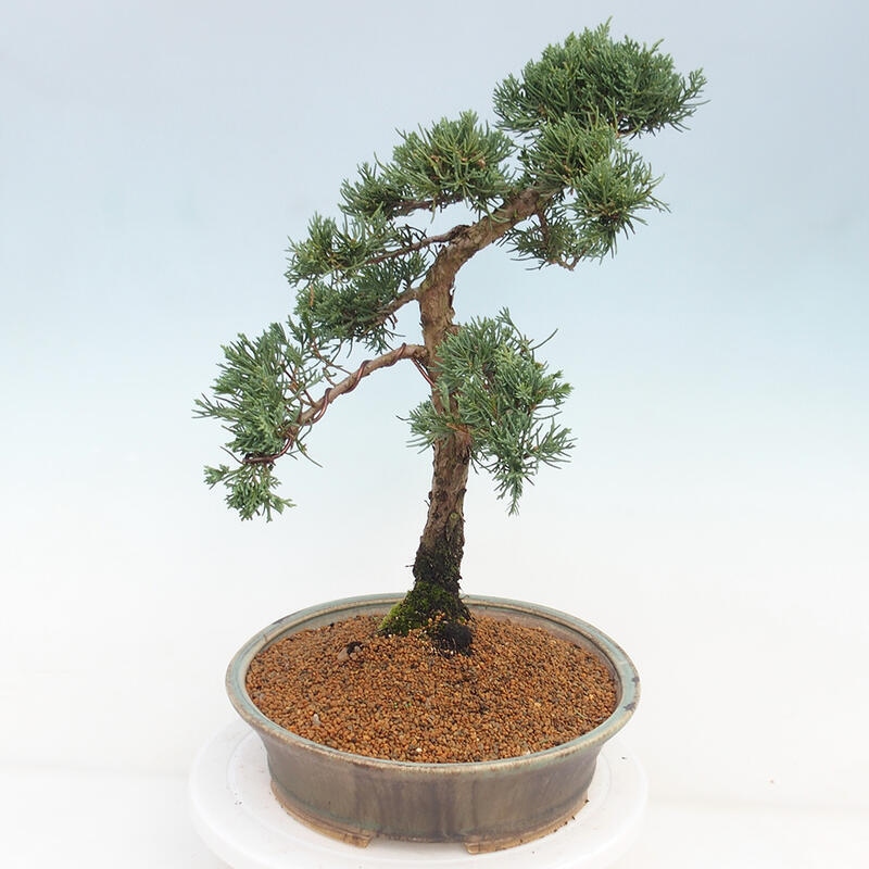 Venkovní bonsai - Juniperus chinensis Kishu -Jalovec čínský