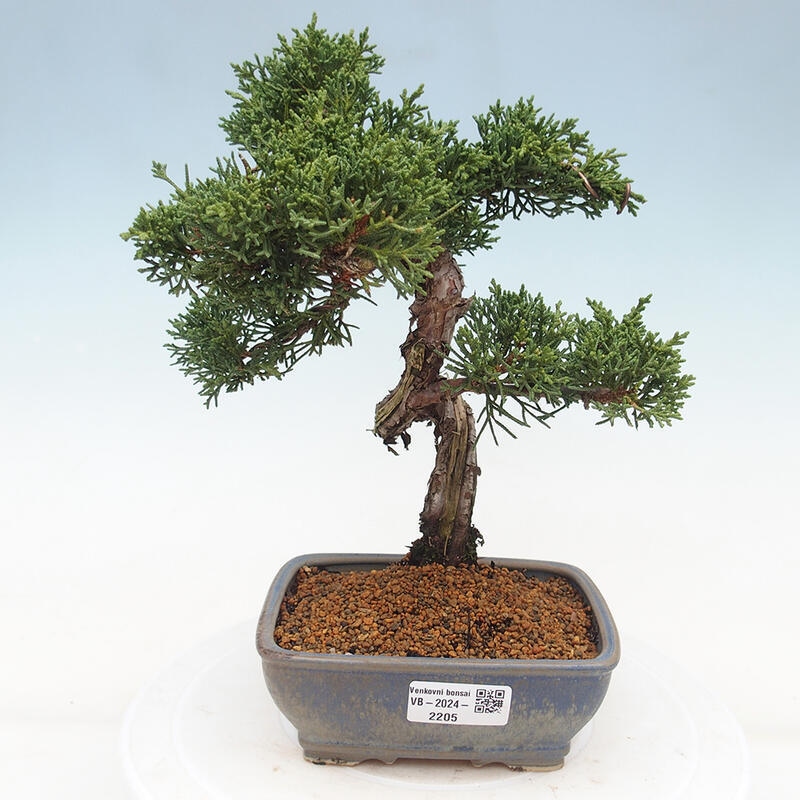 Venkovní bonsai - Juniperus chinensis Kishu -Jalovec čínský