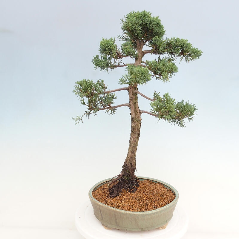 Venkovní bonsai - Juniperus chinensis Kishu -Jalovec čínský