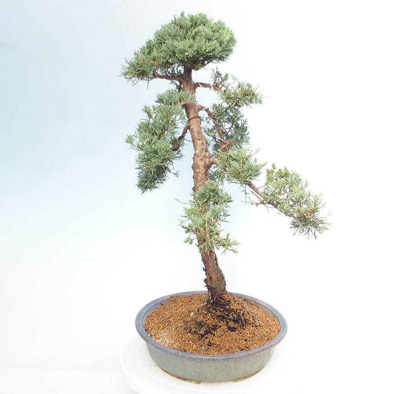 Venkovní bonsai - Juniperus chinensis Kishu -Jalovec čínský