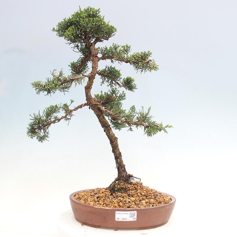 Venkovní bonsai - Juniperus chinensis Kishu -Jalovec čínský