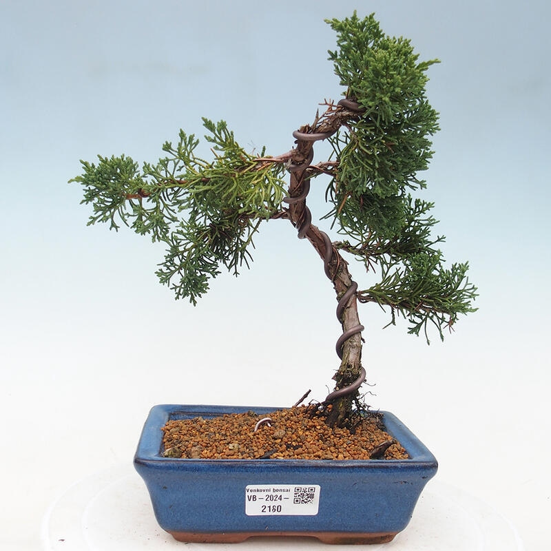 Venkovní bonsai - Juniperus chinensis Kishu -Jalovec čínský