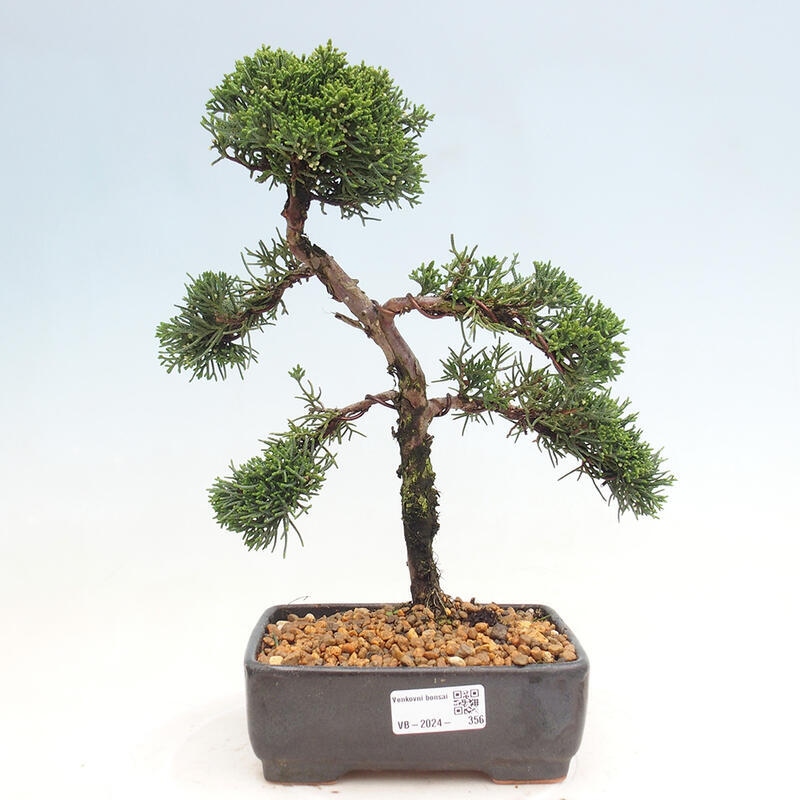 Venkovní bonsai - Juniperus chinensis Kishu -Jalovec čínský