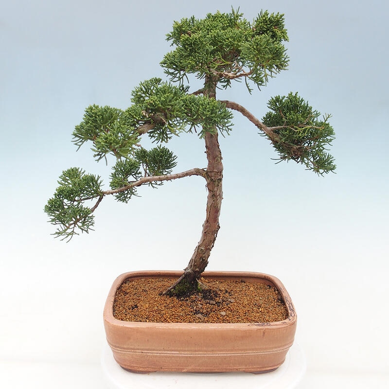 Venkovní bonsai - Juniperus chinensis Kishu -Jalovec čínský