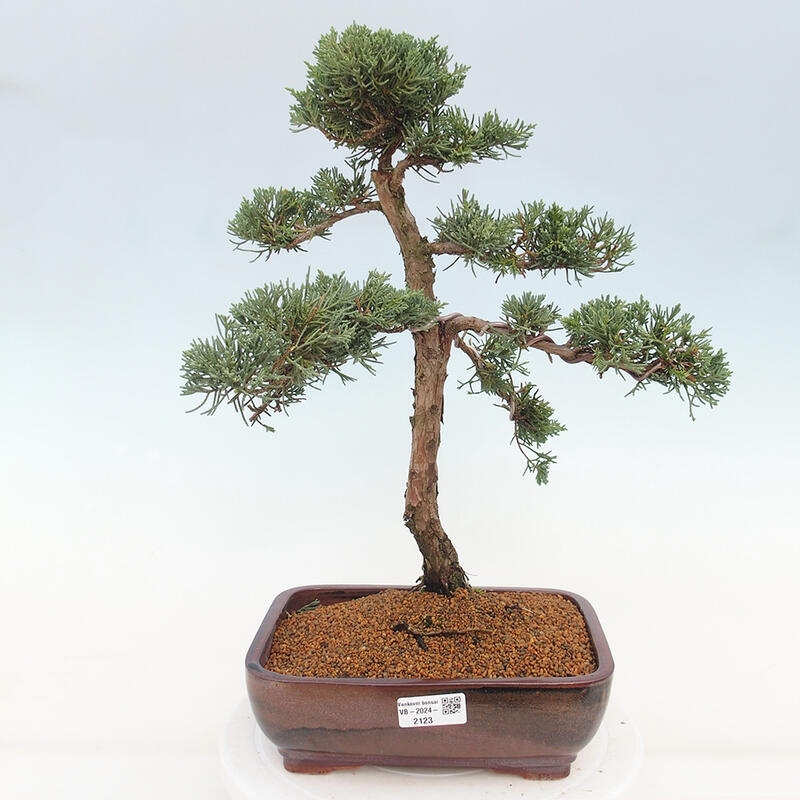 Venkovní bonsai - Juniperus chinensis Kishu -Jalovec čínský