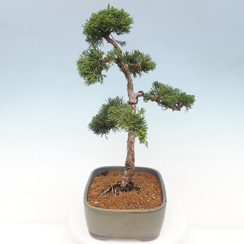 Venkovní bonsai - Juniperus chinensis Kishu -Jalovec čínský