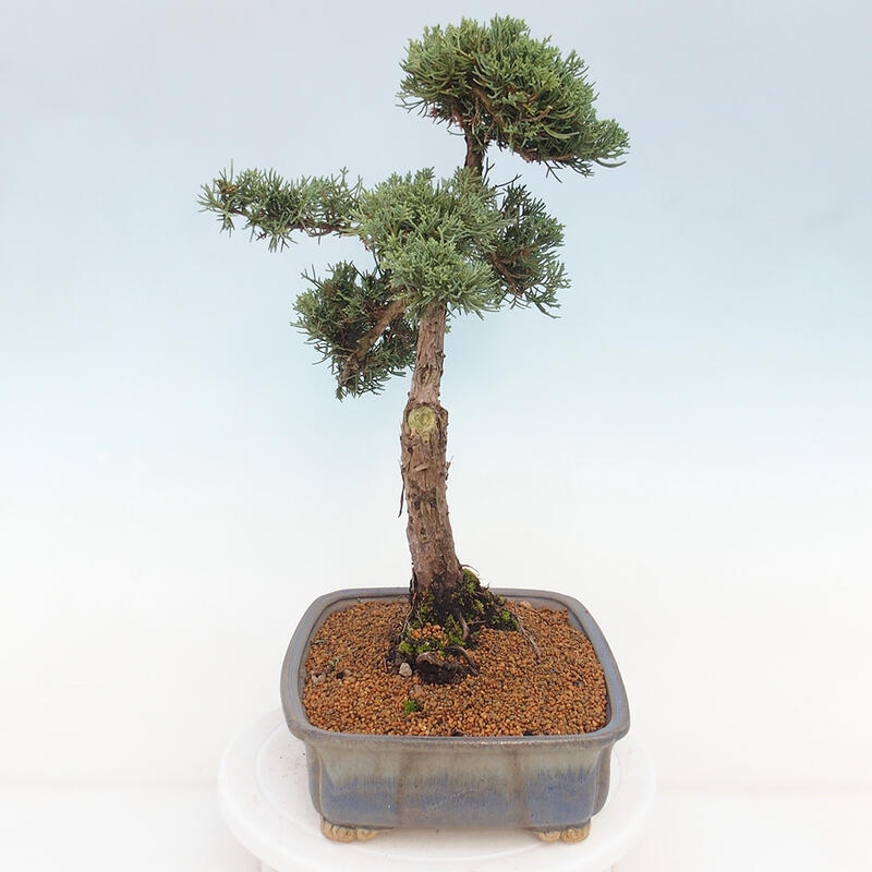 Venkovní bonsai - Juniperus chinensis Kishu -Jalovec čínský