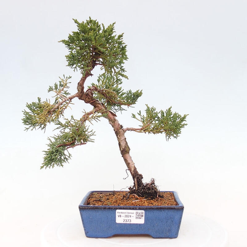 Venkovní bonsai - Juniperus chinensis Kishu -Jalovec čínský