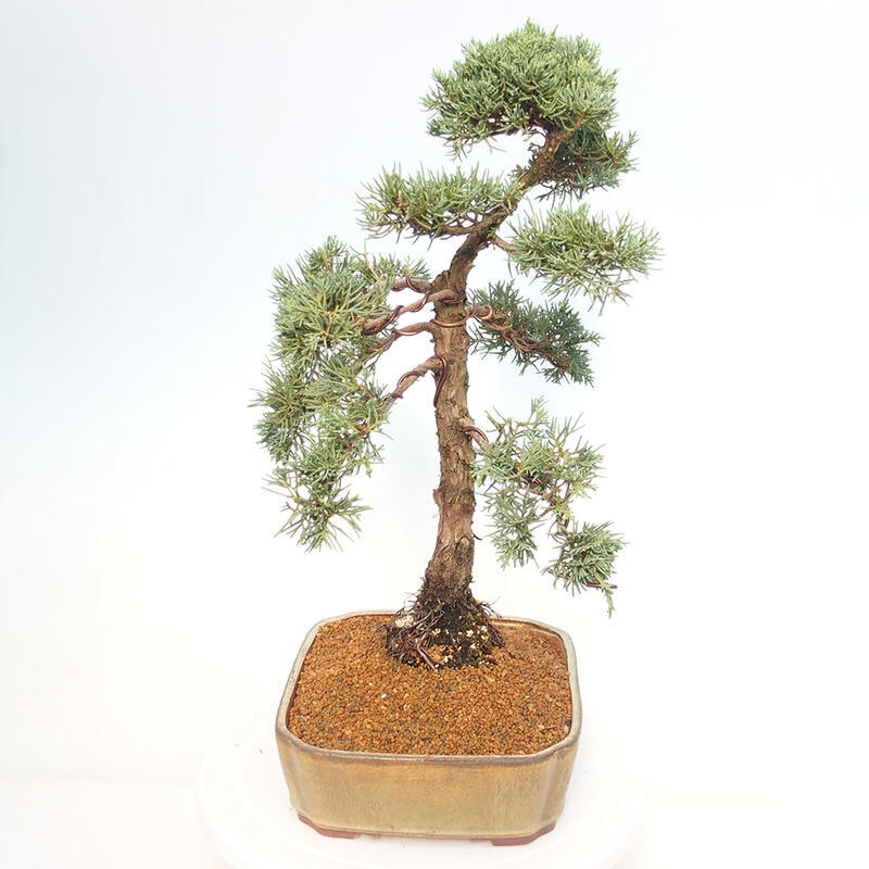 Venkovní bonsai - Juniperus chinensis Kishu -Jalovec čínský