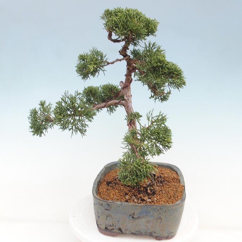 Venkovní bonsai - Juniperus chinensis Kishu -Jalovec čínský