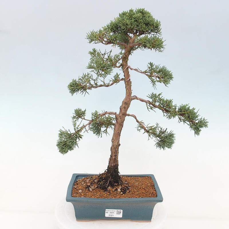 Venkovní bonsai - Juniperus chinensis Kishu -Jalovec čínský