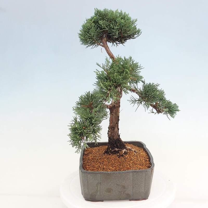 Venkovní bonsai - Juniperus chinensis Kishu -Jalovec čínský