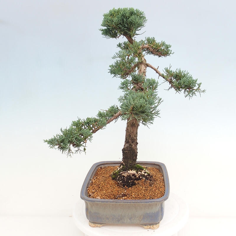 Venkovní bonsai - Juniperus chinensis Kishu -Jalovec čínský