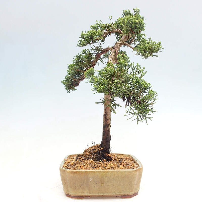 Venkovní bonsai - Juniperus chinensis Kishu -Jalovec čínský