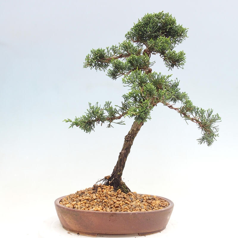 Venkovní bonsai - Juniperus chinensis Kishu -Jalovec čínský