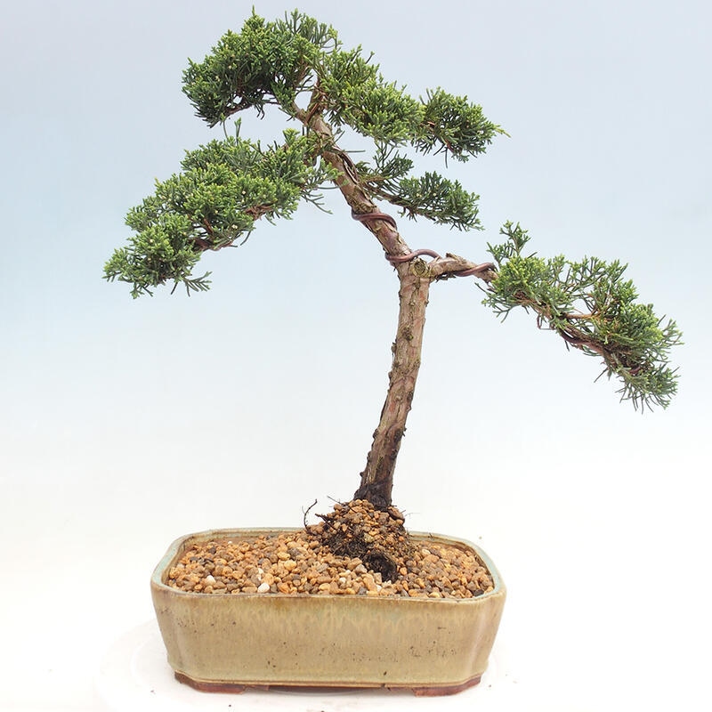 Venkovní bonsai - Juniperus chinensis Kishu -Jalovec čínský