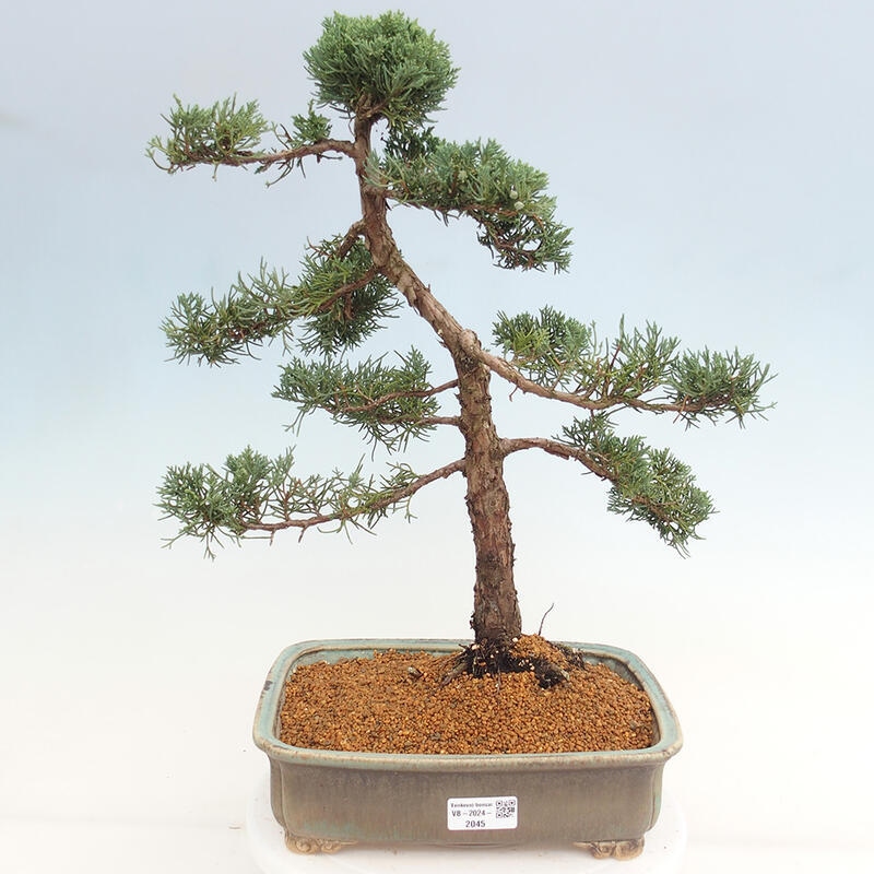 Venkovní bonsai - Juniperus chinensis Kishu -Jalovec čínský