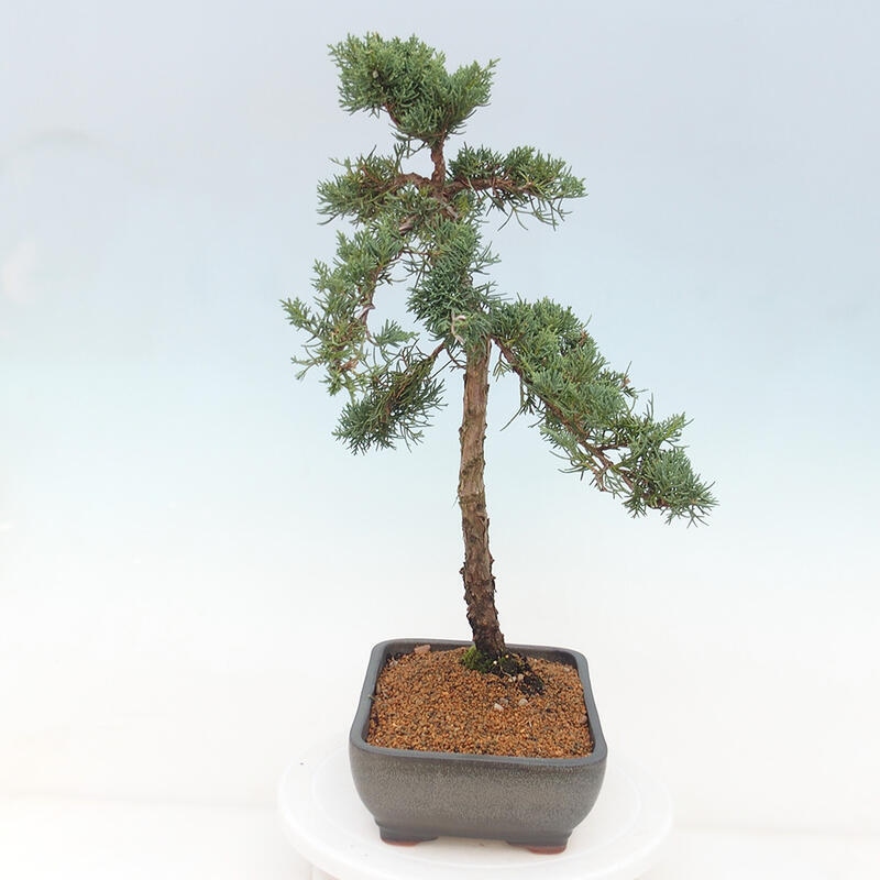 Venkovní bonsai - Juniperus chinensis Kishu -Jalovec čínský