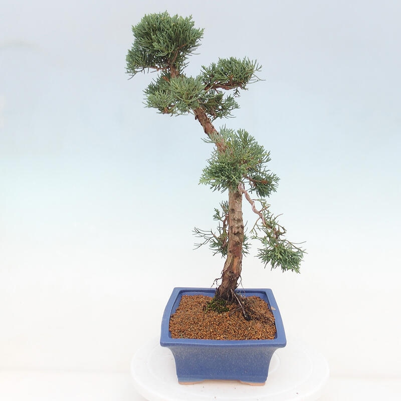 Venkovní bonsai - Juniperus chinensis Kishu -Jalovec čínský