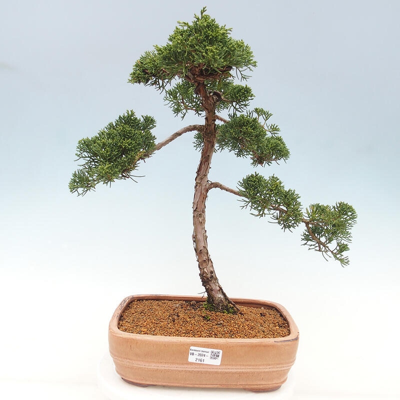 Venkovní bonsai - Juniperus chinensis Kishu -Jalovec čínský