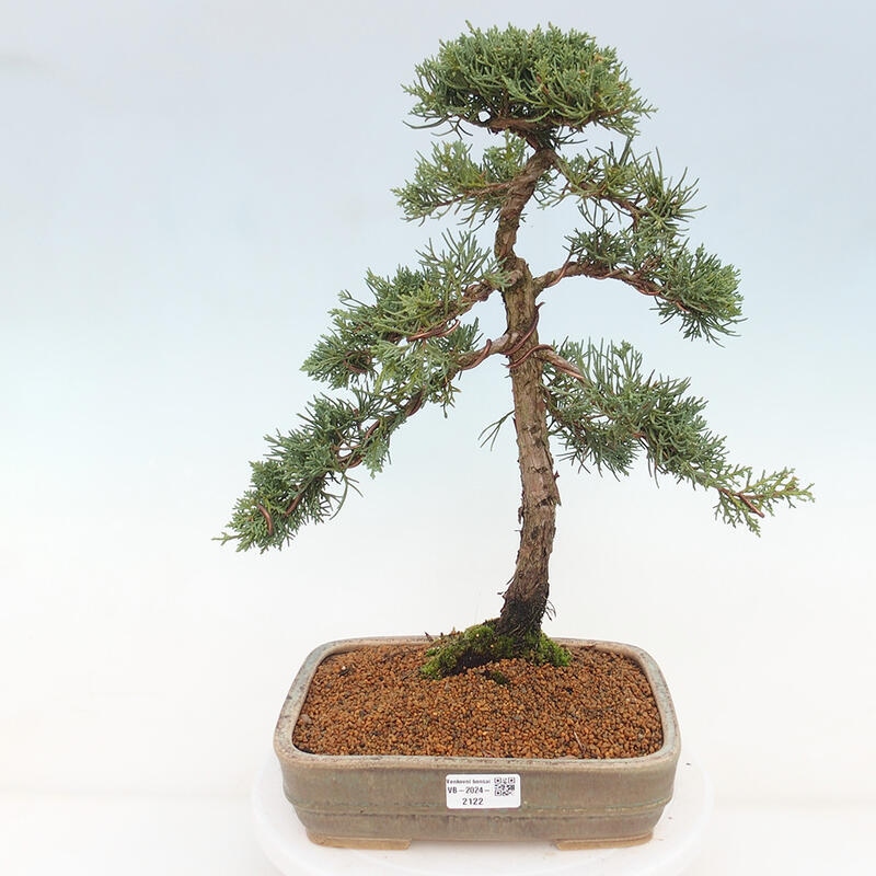 Venkovní bonsai - Juniperus chinensis Kishu -Jalovec čínský