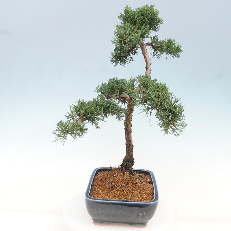 Venkovní bonsai - Juniperus chinensis Kishu -Jalovec čínský