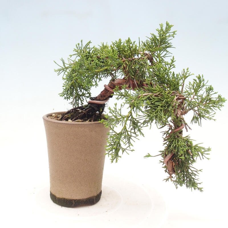 Venkovní bonsai - Juniperus chinensis Kishu - Jalovec čínský