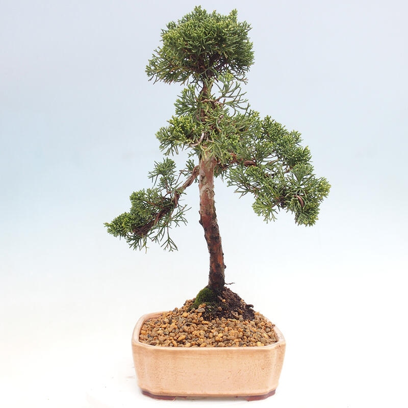 Venkovní bonsai - Juniperus chinensis Kishu -Jalovec čínský