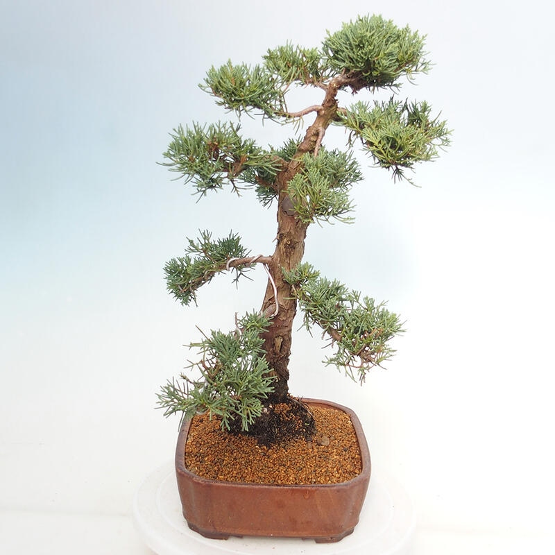 Venkovní bonsai - Juniperus chinensis Kishu -Jalovec čínský