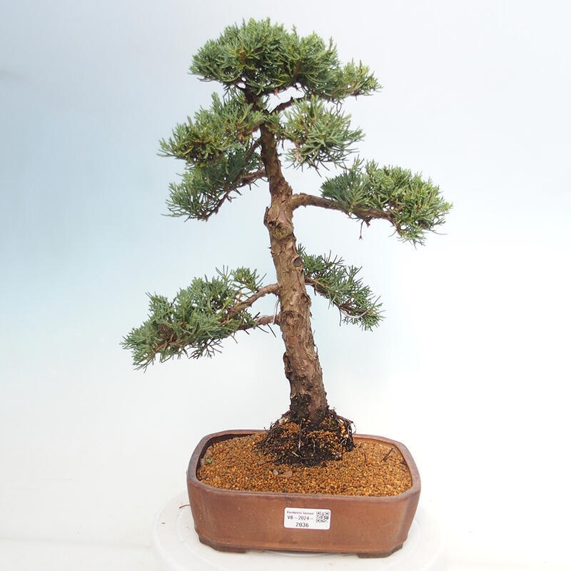 Venkovní bonsai - Juniperus chinensis Kishu -Jalovec čínský