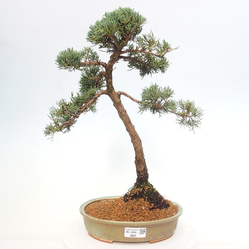 Venkovní bonsai - Juniperus chinensis Kishu -Jalovec čínský