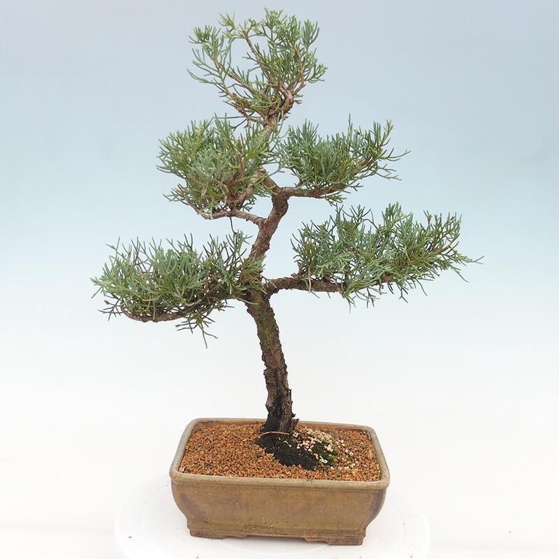 Venkovní bonsai - Juniperus chinensis Kishu -Jalovec čínský